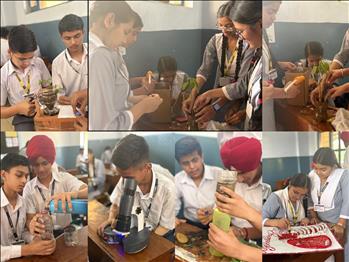 24769488-70_collage.jpg